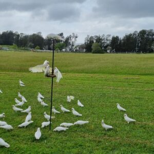 Colorful parrots enjoying their breakfast in the backyard at Coomba Little Farm
