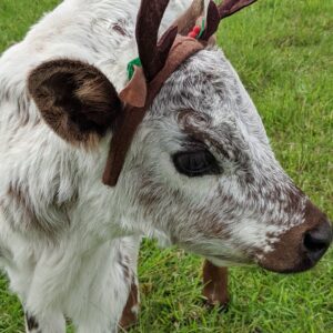 Newborn calf wearing a festive Christmas sash at Coomba Little Farm