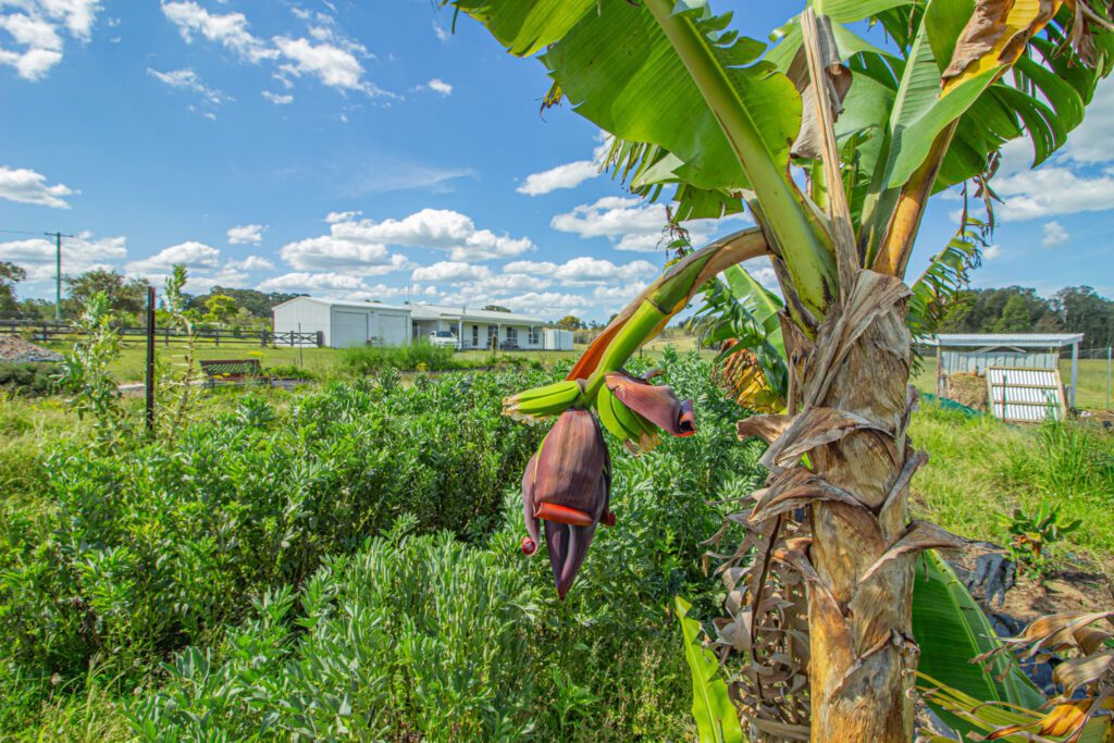 Banana Tree