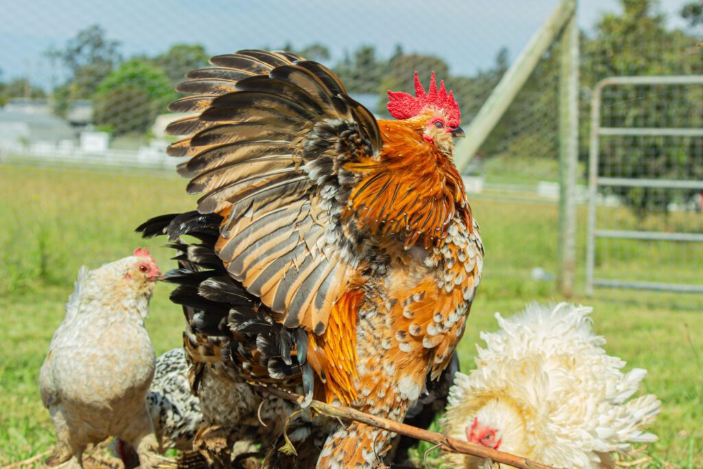 Free-ranging chickens and ducks, set against a tranquil bushland backdrop.