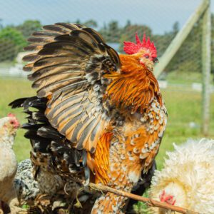 Free-ranging chickens and ducks, set against a tranquil bushland backdrop.